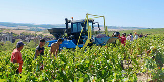 vendanges