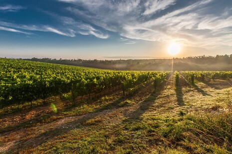 Vignes